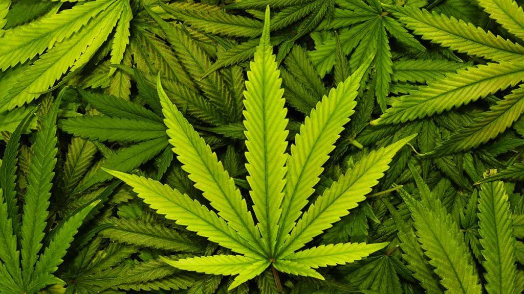 Investing in Medical Marijuana Stocks – Is It Worth It?